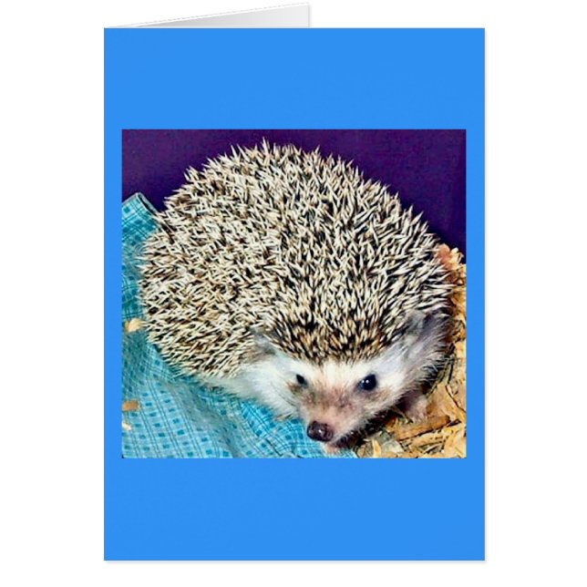 Lioti the hedgehog (Front)