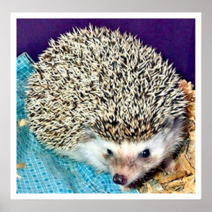 Lioti the hedgehog poster