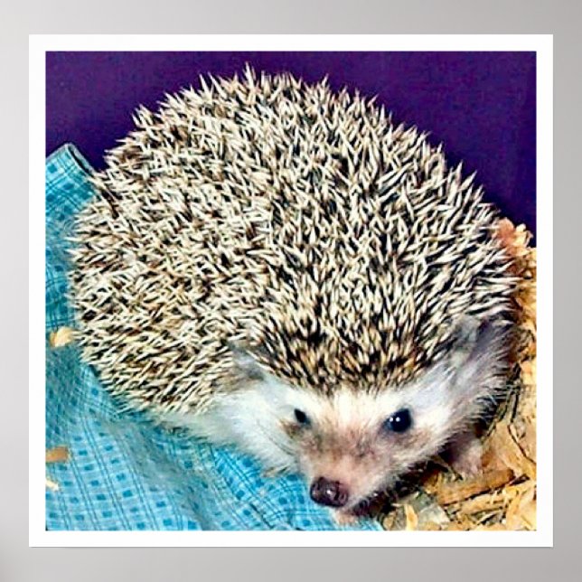 Lioti the hedgehog poster (Front)