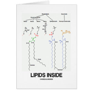 Lipids Inside (Chemical Molecules)