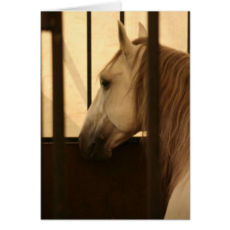 Lipizzan After the Show