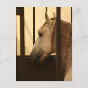Lipizzan After the Show Postcard
