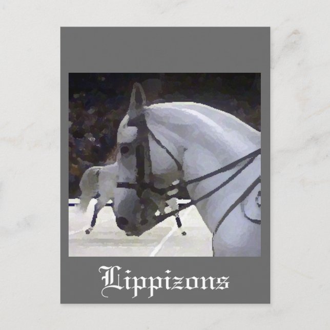 Lippizons 2009 postcard (Front)