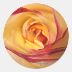 Lipstick Sunshine Rose Envelope Seal