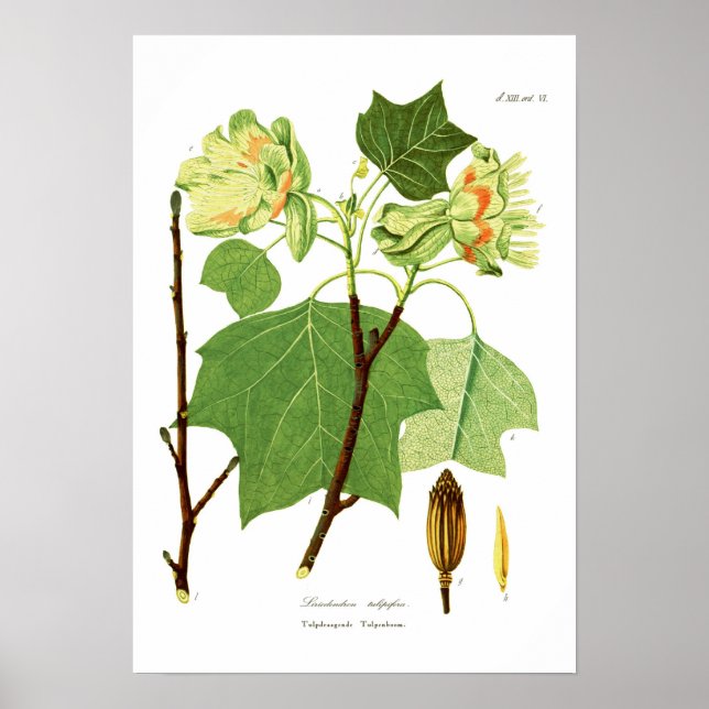 Liriodendron tulipifera poster (Front)