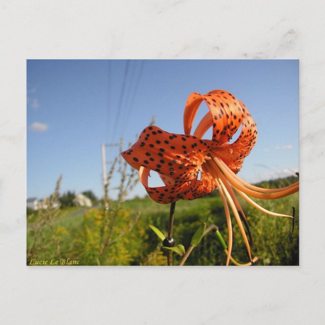 Lis tigré postcard (Front)