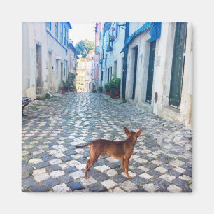 Lisbon Puppy's Street View Portugal Photo Magnet