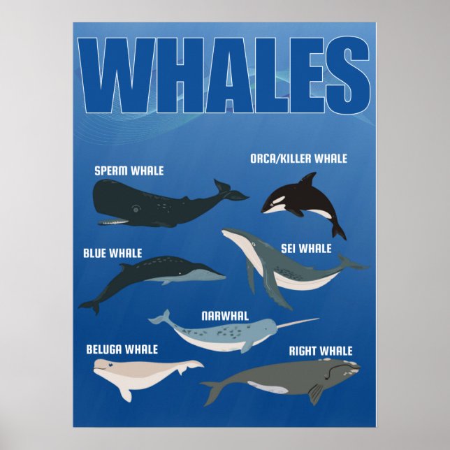 List of big  whales, sea big creatures poster (Front)