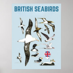 List of british seabirds united kingdoom birds poster