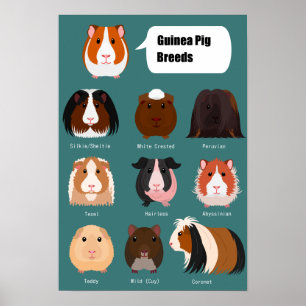 List of guinea pigs poster