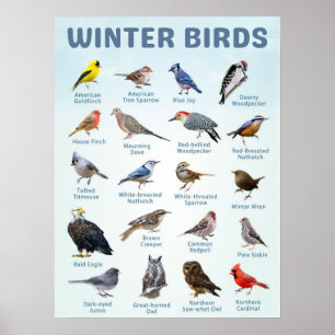 list of USA Winter birds  Poster