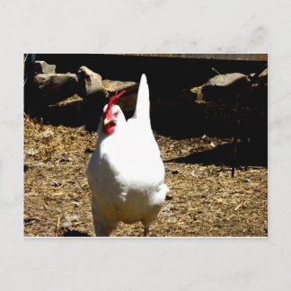 Listen to the Chicken Postcard