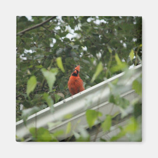 Listening Cardinal Magnet