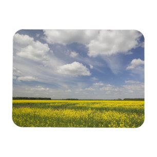 Lithuania, Central Lithuania, Joniskis, field of Magnet