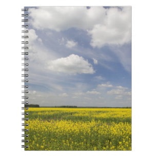Lithuania, Central Lithuania, Joniskis, field of Notebook