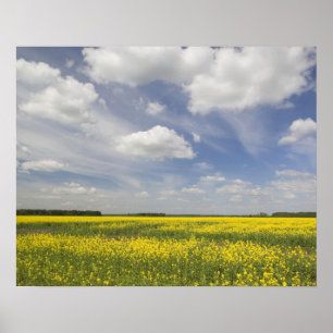 Lithuania, Central Lithuania, Joniskis, field of Poster