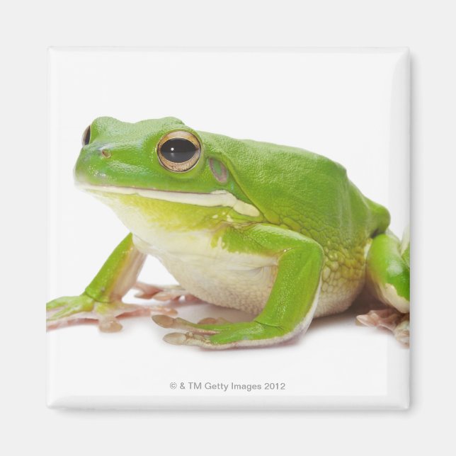 Litora Infrafrenata, Frog Magnet (Front)