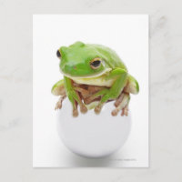 Litora Infrafrenata, Frog