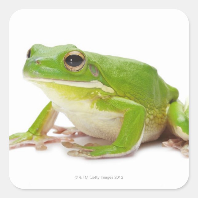 Litora Infrafrenata, Frog Square Sticker (Front)