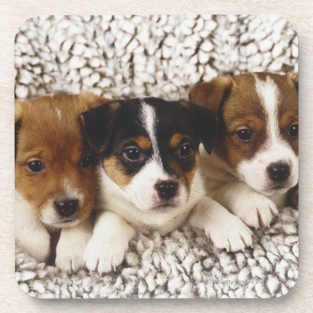 Litter of puppies coaster (Front)