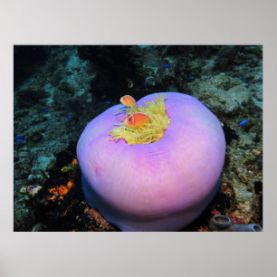 Little Anenomefish, Big Anenome Poster