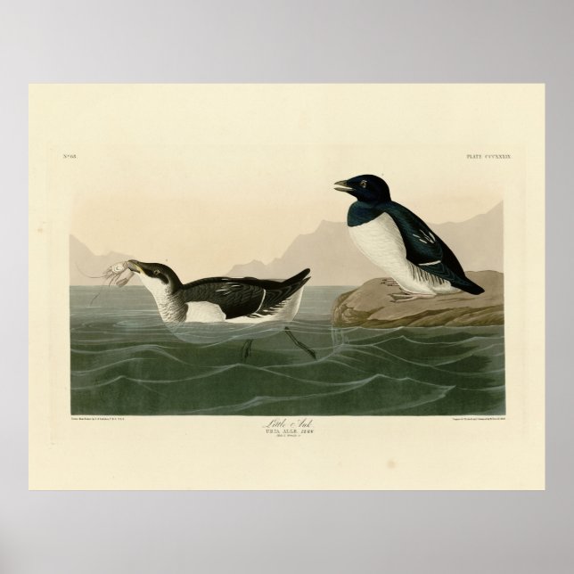 Little Auk (Dovekie) - Audubon's Birds of America Poster (Front)