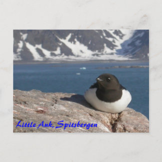 Little Auk Spitsbergen postcard
