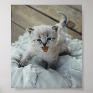 little baby kitten poster