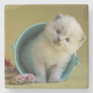 Little ball of fur stone coaster