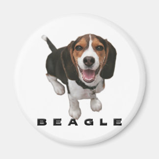 Little Beagle Magnet