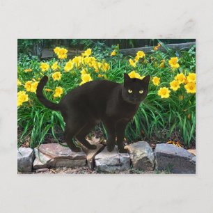 "Little Bear" Postcard