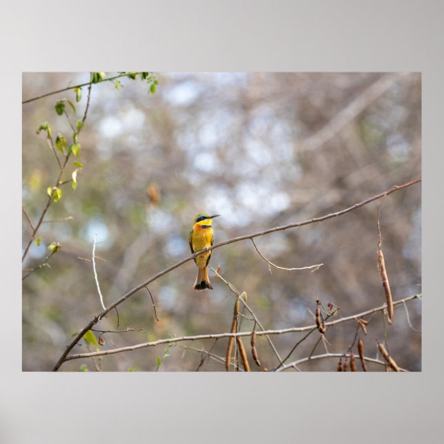 Little Bee-eater on Branch – African Bird Poster (Front)