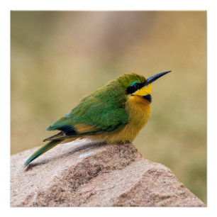 Little Bee-Eater Poster