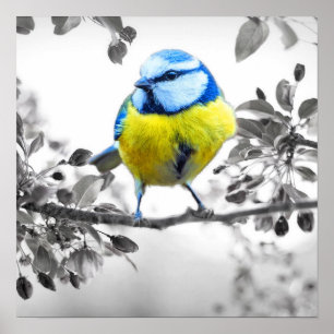 Little Bird Black And White Picture Poster