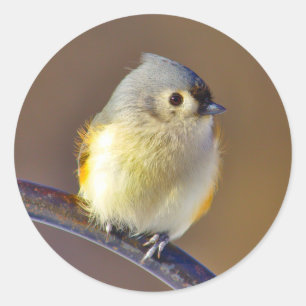 Little Bird Classic Round Sticker