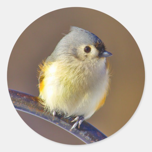 Little Bird Classic Round Sticker (Front)