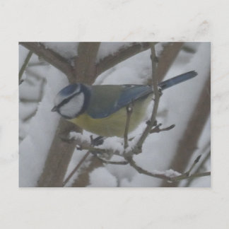 Little Bird Close Up in Snow DIY Postcard