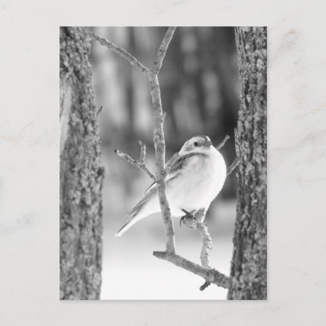 Little Bird Postcard (Front)