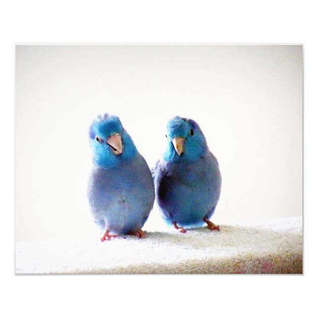 Little Birds Best Friends photo Pacific Parrotlets Print (Front)