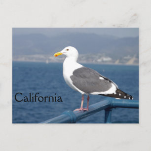 Little Birdy Postcard