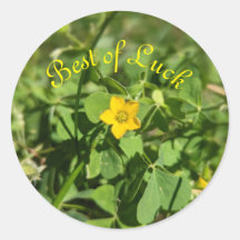 Little Bit of Luck Flower