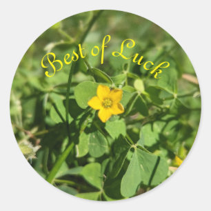 Little Bit of Luck Flower Classic Round Sticker