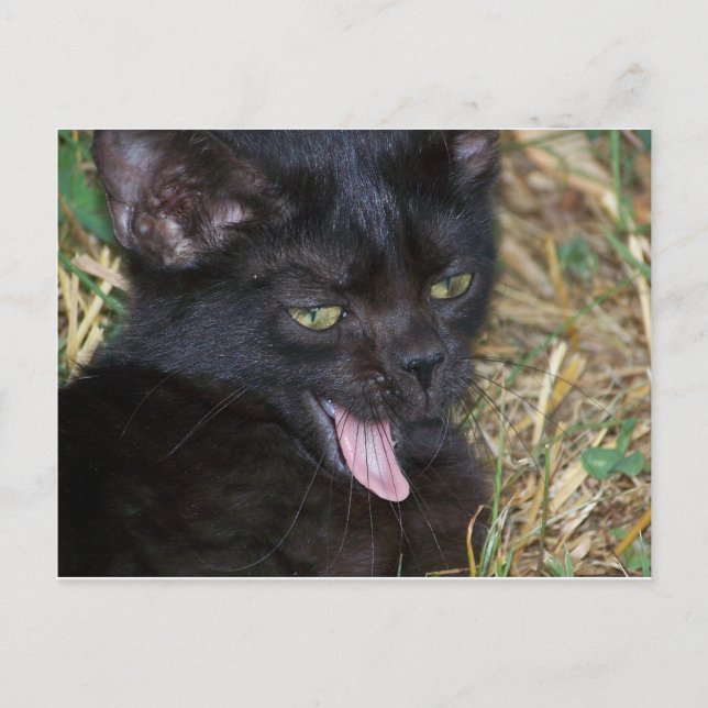 Little Bitt Postcard (Front)