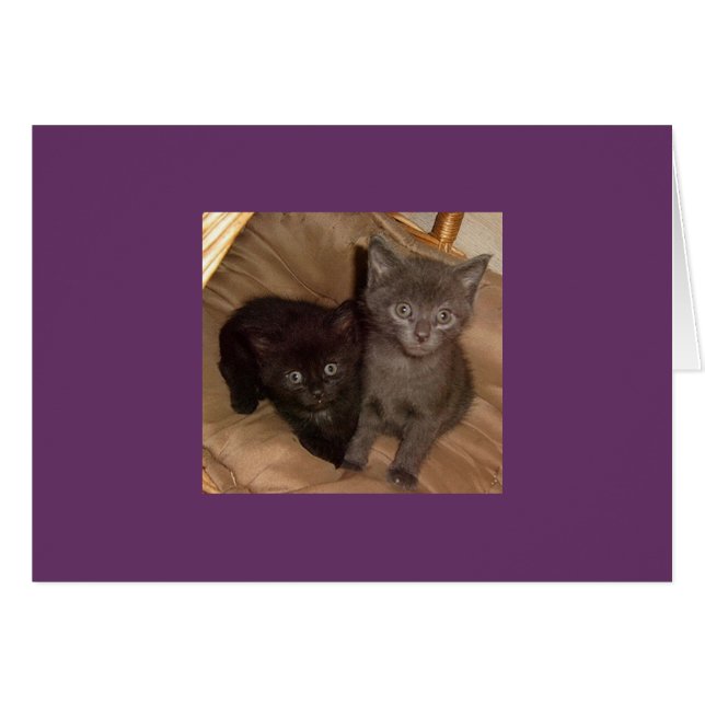 Little Black and Little Grey (Front Horizontal)