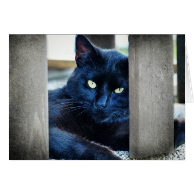 Little Black Kitty (Front Horizontal)