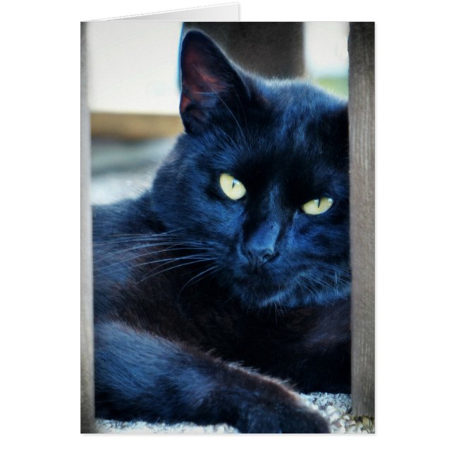 Little Black Kitty (Front)