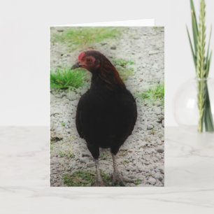 Little Black Rooster Card