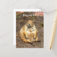 Little Black-Tailed Prairie Dog