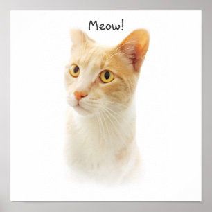 Little Blondie Cat Wondering Poster