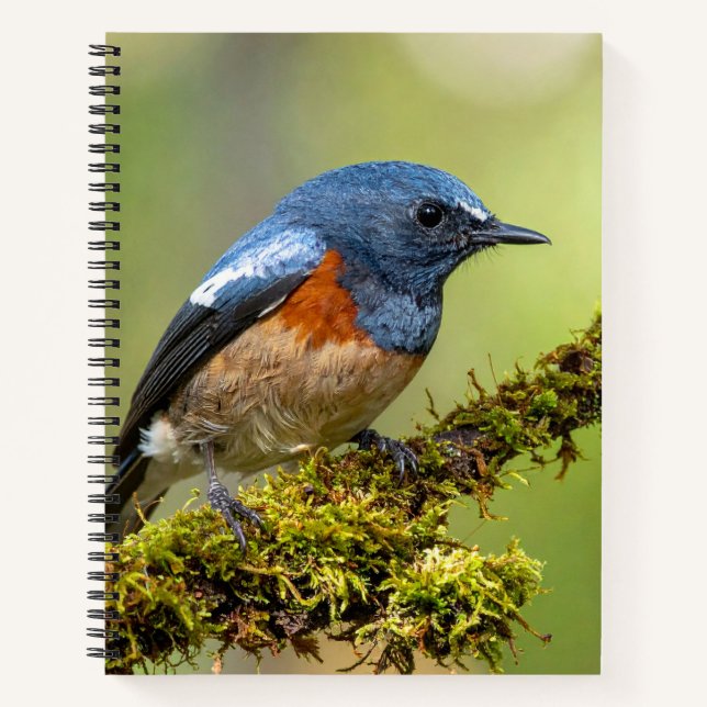 Little blue bird notebook (Front)